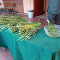 Domingo de ramos 020